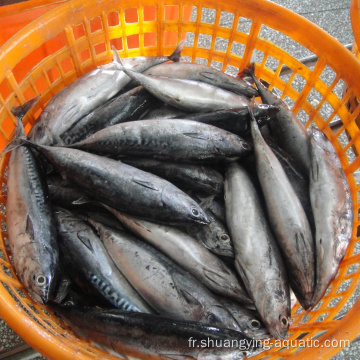 Thon à matière première congelée skipjack bonito pour conserve